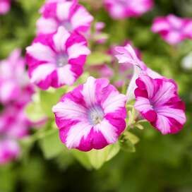 supertunia-raspberry-blast-petunia-009a7d4d Full Sun Annuals, Rock Garden Plants, Long Flowers, Easy Care Plants, Have Inspiration, Flower Spike, Drought Tolerant Plants, Flowering Shrubs, Olive Garden