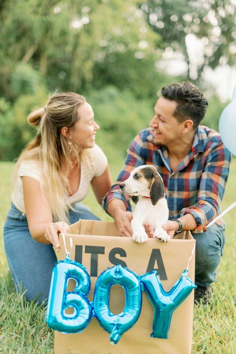 Gotcha Day Cake, Cake Photo Ideas, Beagle Mix Puppies, Puppy Announcement, Happy Gotcha Day, Foster Cat, Pregnant Dog, Cake Photo, Gotcha Day