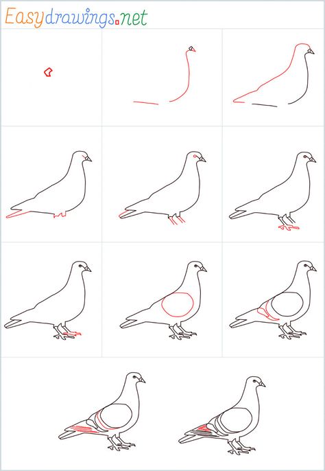 Pigeon Drawing Easy, How To Draw A Pigeon Step By Step, Pigeon Simple Drawing, Pigeon Directed Drawing, Silly Pigeon Drawing, Aril Tatum, Funny Pigeon Drawing, Drawing Kindergarten, Pigeon Illustration Drawings