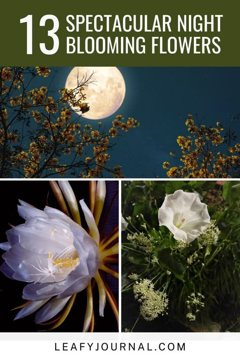 Witchy Garden, Night Blooming Flowers, Magical Moon, Lunar Surface, Goth Garden, Gothic Garden, Witch Garden, Cottage Garden Plants, Moon Garden