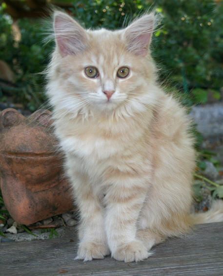 Cream Colored Cat, Viking Heritage, Cream Cat, Warrior Cat Oc, Cat Oc, Kamikaze, Warrior Cat, Domestic Cat, Cat Colors