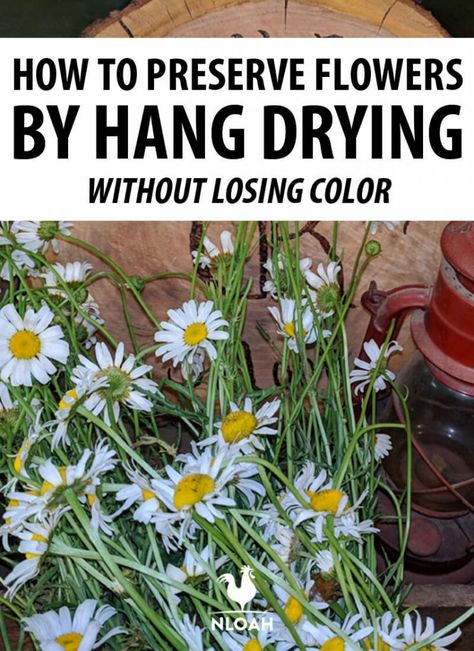 How To Dry Plants For Decoration, Flowers That Can Be Dried, Storing Dried Flowers, Drying Wildflowers, How To Dry Flowers And Keep Color, How To Dry Out Flowers, Flower Drying Rack, Herbal Crafts, Auction Decor