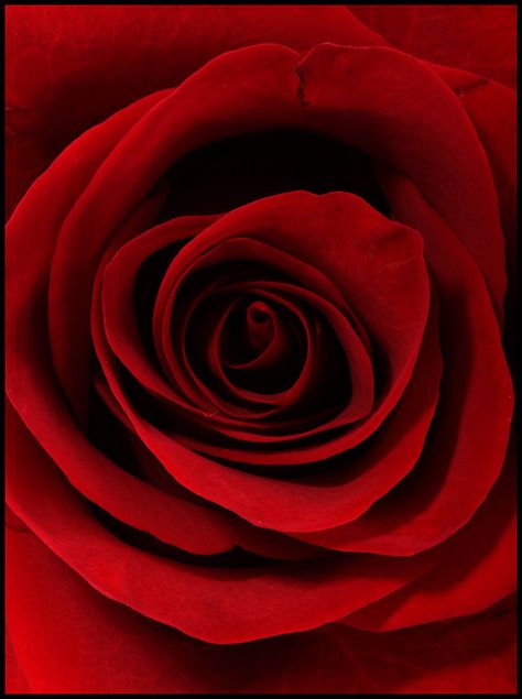 Red Red Rose | Flickr - Photo Sharing! Rosé Close Up, Beautiful Red Roses, Mother Love, Travel Photography Inspiration, 수채화 그림, Roses Are Red, Rose Rouge, Romantic Roses, Beautiful Rose Flowers