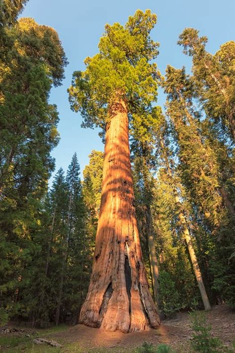 Redwood Trees Painting, Redwood Tree Aesthetic, Forest Reference, Sequoiadendron Giganteum, Sequoia Sempervirens, Coniferous Trees, Redwood Decking, Coast Redwood, Hardwood Floor Colors