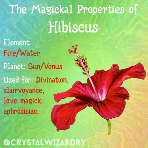 The magickal properties of Hibiscus.   Element: Fire/Water Planet: Sun/Venus Used for: Divination, clairvoyance, love magick, aphrodisiac.  #greenwitch #greenwitchcraft #greenwitchery #herbalmagick #herbwitch #magickal #witchy #witchthings #crystalwizardry Hibiscus Flower Properties, Hibiscus Flower Spiritual Meaning, Magical Properties Of Hibiscus, Hibiscus Flower Magical Properties, Hibiscus Spiritual Meaning, Hibiscus Magical Properties, Hibiscus Properties, Hibiscus Meaning, Hibiscus Flower Meaning