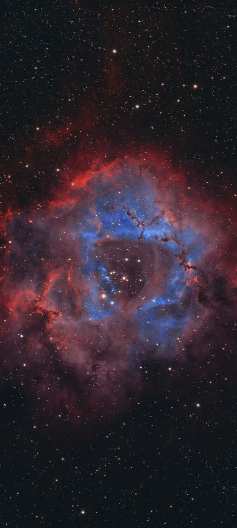 NGC-2237/44 the Rosette Nebula in narrowband filters cropped mobile wallpaper 1080x2400 Space Core, Observable Universe, Rosette Nebula, Nebula Wallpaper, Sanctum Sanctorum, Galaxy Images, Night Sky Photography, Inspiring Spaces, Space And Astronomy