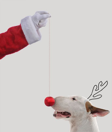 Jimmy - rafael.mantesso Dog Christmas Pictures, Dog Christmas Card, Dog Photoshoot, Dog Christmas Ornaments, English Bull Terriers, Merry Christmas Everyone, Bull Terriers, Bull Terrier Dog, Pet Photo