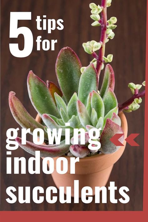 Aloe Vera Plant Indoor, Propagate Succulents From Leaves, Grow Succulents, Indoor Succulents, How To Water Succulents, Succulent Garden Indoor, Succulent Garden Diy, Propagating Succulents, Succulent Soil