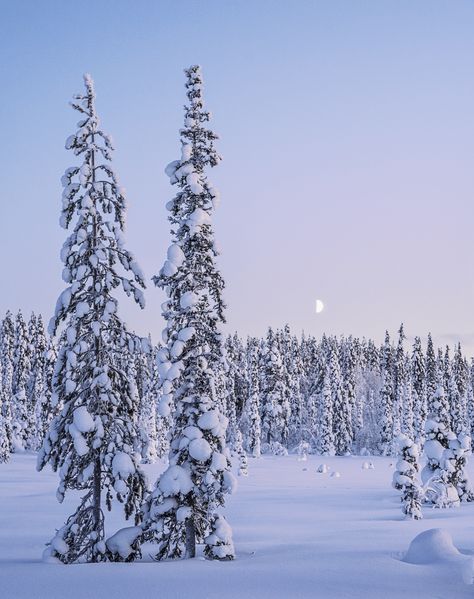 Sweden Photography, Swedish Lapland, Sweden Winter, Kingdom Of Sweden, Nordic Countries, Northern Europe, Blue Hour, Winter Aesthetic, Winter Snow