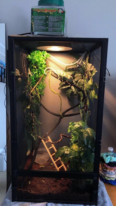 Pet Chameleon Cage, Cuban False Chameleon Enclosure, Chameleon Tank Ideas, Snake Cage Aesthetic, Chameleon Habitat Ideas, Chameleon Set Up, Chameleon Terrarium Ideas, Veiled Chameleon Enclosure Ideas, Leachie Gecko Enclosure