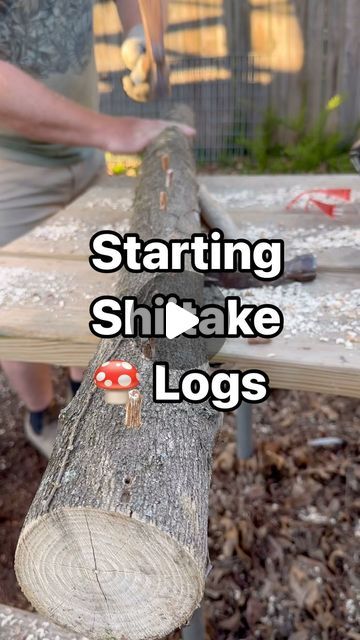 Growing Shiitake Mushrooms, Backyard Beehive, Forest Management, Tree Logs, Homestead Farm, Oak Logs, Shiitake Mushrooms, Shiitake Mushroom, Red Oak