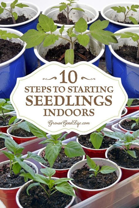 Growing Brussel Sprouts From Seed, How To Start Seedlings Indoors, Planting Dates, Seed Growing, Seedlings Indoors, Starting Seeds, نباتات منزلية, Grow Tomatoes, Starting Seeds Indoors