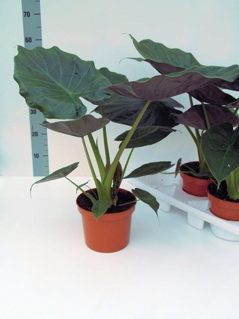 Elephant Ears In Pots, Alocasia Wentii, Alocasia Plant, Elephant Ears, House Plants Decor, Painted Leaves, Cool Plants, Plant Life, Plant Decor