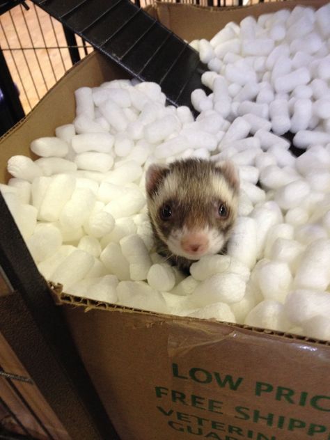 Ferret Enrichment, Ferret Playpen, Pet Enrichment, Ferret Diy, Ferrets Care, Animal Enrichment, Cute Ferrets, Animal Care, Ferret