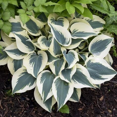 HOSTA_BLUE_IVORY_HOSTA_WG_HOSBI_01 Shade Landscaping, Plantain Lily, Edging Plants, Perennial Flower, Hosta Gardens, Hosta Plants, Organic Mulch, Border Plants, Organic Soil