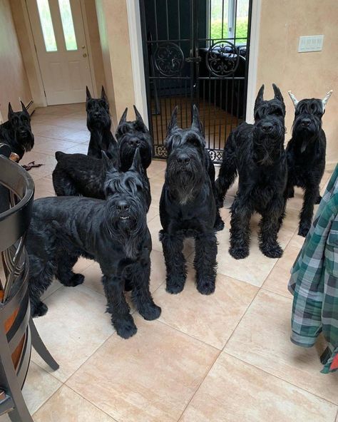 Schnauzer Dogs Giant, Giant Shnauzer, Schnauzer Breed, Black Schnauzer, Black Dogs, Giant Schnauzer, Huge Dogs, Schnauzer Puppy, Miniature Dogs