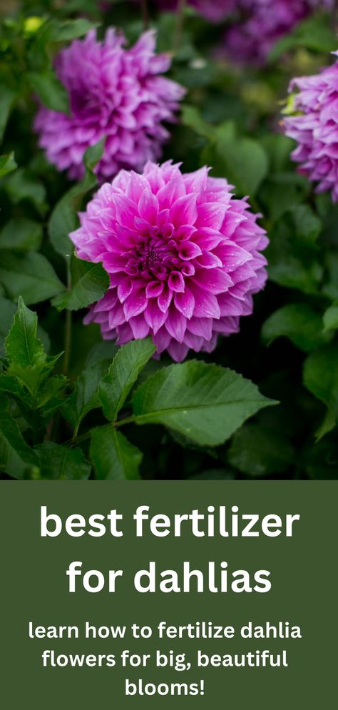 Get the best tips on how to fertilize your dahlias and the best dahlia fertilizer options right here! Nantucket Garden, Dahlia Flower Garden, Dahlia Care, Planting Dahlias, Plants Tips, Flower Fertilizer, Cut Garden, Dahlia Garden, Veggie Gardens