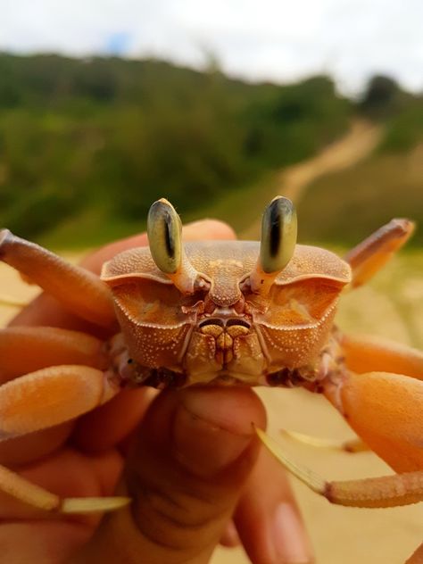 Pink Ghost Crab from St Lucia Park, South Africa on April 20, 2022 at 10:01 AM by Joachim. Found specimen in a mass of reeds on the beach. Was unfortunately missing both pincers. Was reali... · iNaturalist Crab Images, Ghost Crab, Httyd Art, Animal Babies, Pink Ghost, Pinterest Contest, Design Challenge, April 20, Cute Creatures