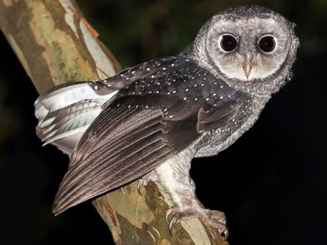 Sooty Owl, Barn Owls, Owl Photos, Nocturnal Animals, Gray Owl, Beautiful Owl, All Birds, Barn Owl, Cute Owl