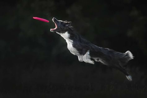 Border Collie Frisbee Happy Border Collie, Border Collie Photography, Frisbee Dog, Dog Frisbee, Border Collie Mix, Border Collie Puppies, 강아지 그림, Loyal Dogs, Border Collie Dog