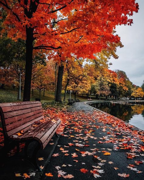 Cozy Fall Aesthetic, Autumn Scenes, Ponds Backyard, Autumn Scenery, Fall Pictures, Autumn Landscape, Autumn Colors, Fall Aesthetic, Autumn Aesthetic