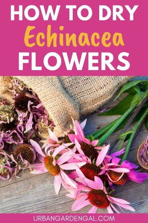 Drying echinacea flowers is a great way to preserve the flowers and the dried flowers can be used to make herbal tea. Here's how to dry echinacea flowers from your herb garden. Healing Flowers, Echinacea Tea, Medicinal Herbs Garden, Harvesting Herbs, Healing Plants, Herbs For Health, Flowers For You, Wild Plants, Tea Garden