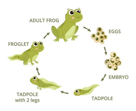 Cartoon frog life cycle eggs tadpole fro... | Premium Vector #Freepik #vector #frog-life-cycle #tadpole #life-cycle #frog Frog Life Cycle Drawing, Tadpole Aesthetic, Tadpole Drawing, Frog Evolution, Life Cycle Illustration, Frog Metamorphosis, Frog Cycle, Cycle Pictures, Life Cycle Of A Frog