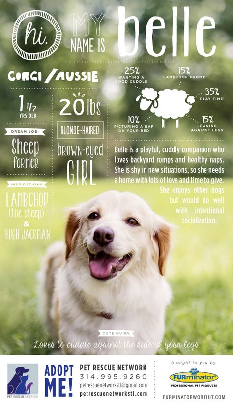 I’m Looking For My Forever Home! Animal Rescue Fundraising, Animal Rescue Ideas, Infographic Poster, Foster Dog, Dog Photoshoot, Adopt Me, Pet Rescue, Dog Poster, Poster Series