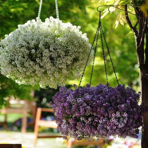 20 Gorgeous Fall Hanging Basket Ideas | HGTV Fall Hanging Baskets, Hanging Plants Outdoor, Garden Mum, Fall Container Gardens, Fall Containers, Hanging Flower Baskets, Fall Planters, Plants For Hanging Baskets, Winter Plants