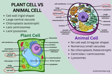 Plant Cells And Animal Cells, Difference Between Plant And Animal Cell, Plant Cell And Animal Cell Diagram, Plant Vs Animal Cell, Animal Cell Functions, Animal Cell And Plant Cell, Plant Cell And Animal Cell, Plant Cell Parts, Animal Cell Parts