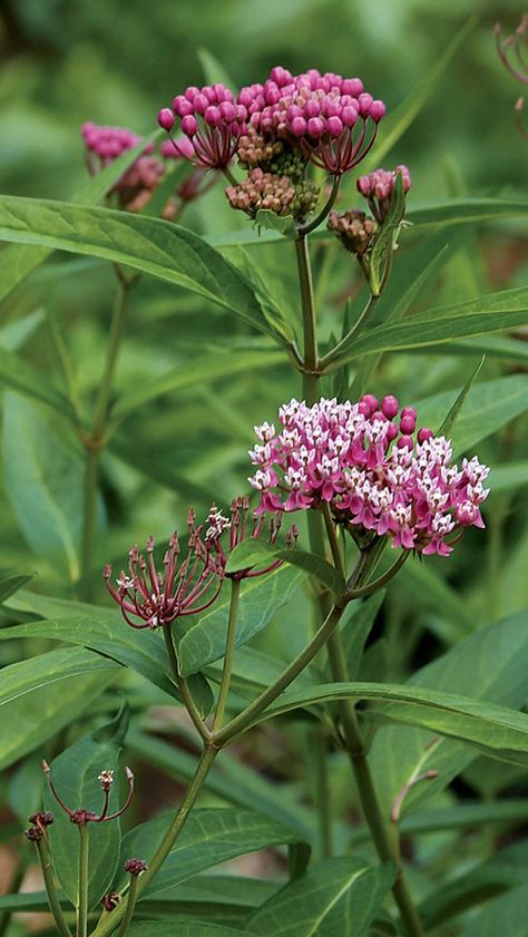 Swamp Milkweed Minnesota Native Flowers, Swamp Milkweed Plant, Illinois Native Plants Gardens, Wildflower Sleeve, Pollinating Plants, Oklahoma Garden, Planting Milkweed, November Flowers, Maine Tattoo