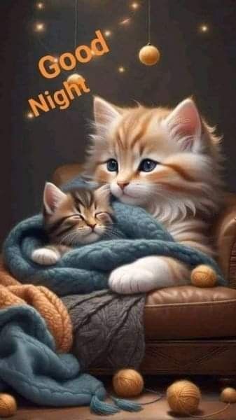 Cute Good Night Quotes, Super Cute Kittens, Goodnight Everyone, Good Night Cat, Good Night Prayer Quotes, Lovely Good Night, Beautiful Good Night Quotes, Good Night Funny, Rest Well