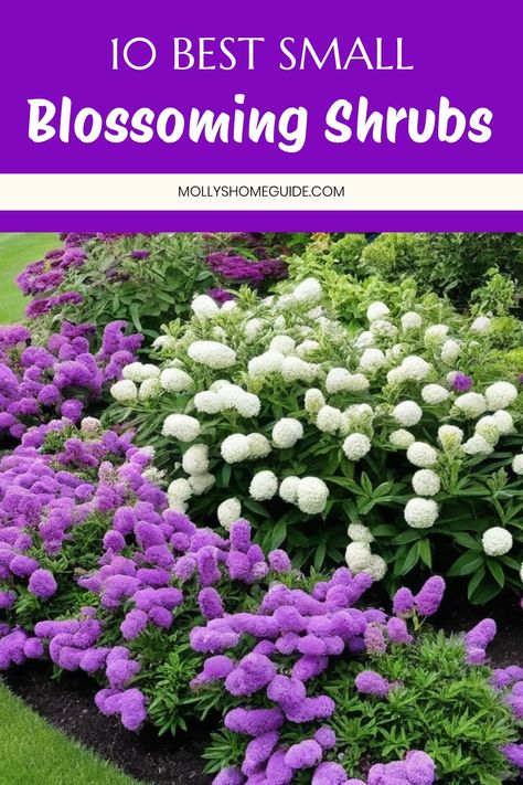 Discover a beautiful variety of best small flowering shrubs perfect for your small yard or garden. These amazing compact shrubs will add vibrancy and color, making your front yard or sunny area stand out. Whether you prefer dwarf, low-growing, or partial shade options, these flowering evergreen shrubs are sure to impress. Find the perfect short flowering shrub to enhance the look of your outdoor space today! Flowering Bushes Full Sun, Small Flowering Shrubs, Flowering Evergreen Shrubs, Daphne Shrub, Flowers That Attract Butterflies, Low Maintenance Shrubs, Flowering Bushes, Small Shrubs, Butterfly Bush