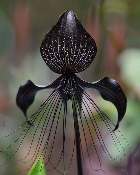 Black Bat Flower, Bat Plant, Bat Flower, Goth Garden, Gothic Garden, Exotic Orchids, Black Garden, Light Water, Unusual Plants