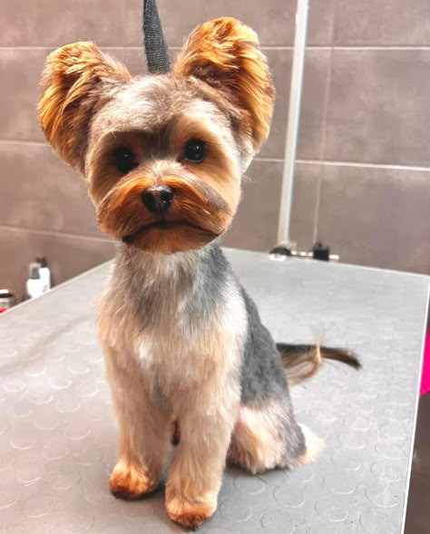 Yorkie Bear Haircut, Yorkie Lamb Haircut, Party Yorkie Haircut, Yorkie Grooming Styles, Male Yorkie Hairstyles, Teddy Bear Yorkie Haircut, Short Yorkie Haircut, Yorkie Haircut Teddy Bear, Morkie Haircut Hairstyles