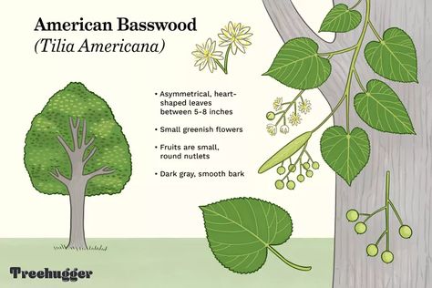 How To Identify Trees, Identify Trees, Identifying Trees, Heart Shaped Leaves, Tree Identification, Linden Tree, Plant Identification, Tree Hugger, Tree Leaves