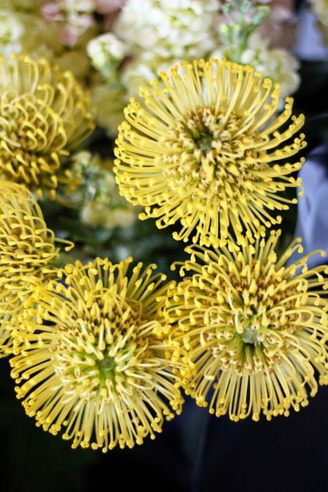 Yellow Pincushion Protea Flower Girl Inspiration, Pincushion Protea, Full Sun Flowers, Shower Flowers, Yellow Bouquets, Casket Sprays, Protea Flower, Bridal Shower Flowers, Flower Guide