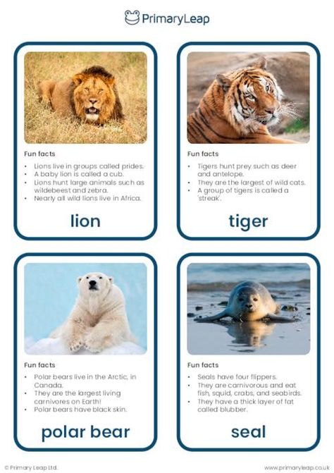 This set of flashcards includes colourful photographs of carnivores that include a lion, tiger, polar bear, seal, wolf, owl, cheetah, and crocodile. Lion Facts For Kids, Tiger Facts For Kids, Carnivore Animals, Zoo Activities Preschool, Animal Fact File, Animal Management, Lion Facts, Tiger Facts, Carnivorous Animals