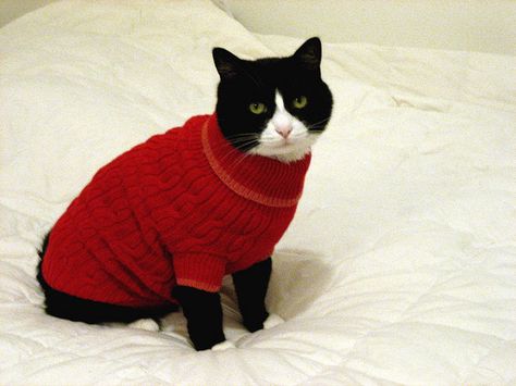 Krammer's Christmas Sweater Cats In Sweaters, I Miss My Cat, Cat Ownership, Cat Sweater, Tuxedo Cat, Cat Photography, Cat Hat, Cat Stuff, Red Sweater