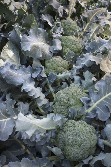 Grow your broccoli alongside these companion plants to improve soil and prevent pests and disease. Broccoli Garden, Growing Cabbage, Broccoli Plant, Growing Broccoli, Best Broccoli, Entertaining Dinner, Future Garden, Companion Plants, 2023 Year