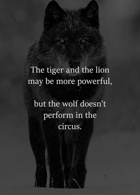 Lone Wolf Quotes, Wolf Quotes, Photographie Portrait Inspiration, Vie Motivation, Warrior Quotes, The Circus, Lone Wolf, Black Wolf, Badass Quotes