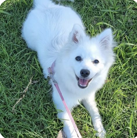 The Japanese Spitz is a relatively new dog breed but has become increasingly popular over the years due to its great personality and overall even temperament. These little guys only weigh between 10-20 pounds but have big personalities. They love being the center of attention and will thrive in the company of people. This pup has a striking resemblance to the American Eskimo Dog, especially because of their gorgeous white fur, but they are a distinct breed. Japanese Spitz Aesthetic, Spitz Dog Breeds, Japanese Spitz Puppy, Japanese Spitz Dog, Japanese Chin Puppies, Japanese Dog Breeds, German Spitz, Japanese Chin Dog, Dog Grooming Styles