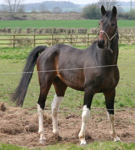 KWPN/Trakehner Min Tobiano Minimal Tobiano Horse, Tobiano Horse, Trakehner Horse, Horse Model, Horse Rider, Horse Lover, Horses, Animals, Trakehner