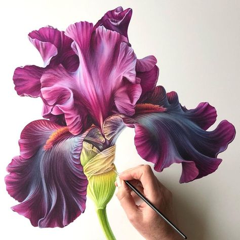 Ingrid Elias Botanical Art (@ingrid.elias_botanical.art) posted on Instagram: “Available as Art Print. Iris Germanica ‘Premier Cru’ 18x21” / 46x54cm Limited edition, only 25. Order your copy online at…” • Apr 2, 2021 at 11:06am UTC Iris Art, Iris Painting, Watercolor Flowers Tutorial, Blue Iris, Watercolor Flower Art, Watercolor Painting Techniques, Flower Artwork, Watercolor Art Lessons, Botanical Painting