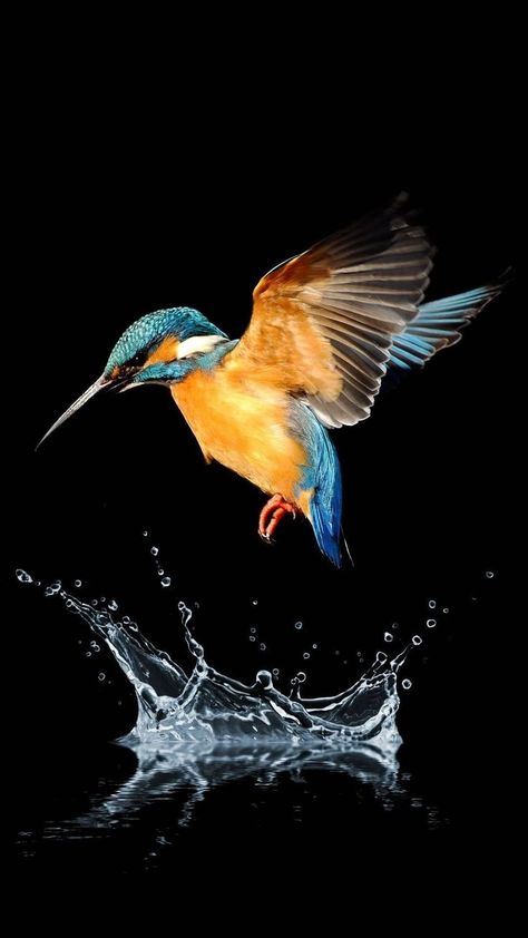 Kingfisher Painting, Birds Photography Nature, Kingfisher Bird, Rabindranath Tagore, Most Beautiful Birds, Iphone Background Images, Bird Wallpaper, Animal Posters, Bird Pictures