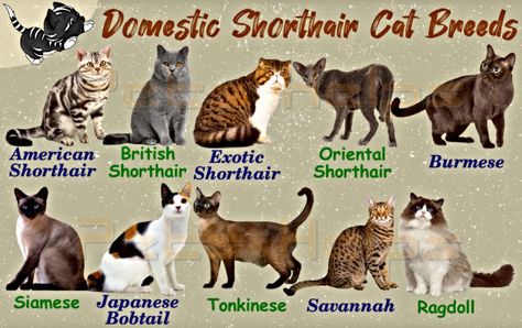 The Best 10 Cutest Domestic Shorthair Cat Breeds Shorthair Cat Breeds, Grey Cat Breeds, Domestic Shorthair Cat, Singapura Cat, Toyger Cat, Chartreux Cat, Cat Tattoo Simple, Purebred Cats, Domestic Cat Breeds