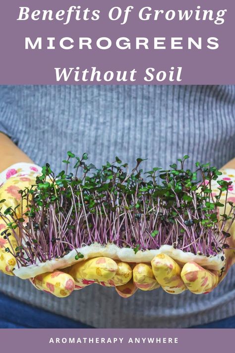 Diy Micro Greens, How To Grow Microgreens, Microgreens Garden, Grow Microgreens, Edible Gardening, Micro Greens, Growing Microgreens, Herb Gardening, Green Queen