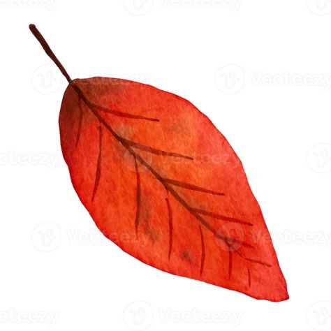 Simple autumn leaf. Watercolor illustration, isolated element, realistic hand-drawn piece Autumn Leaf Illustration, Leaf Watercolor, Leaf Illustration, Tree Saw, Heart Tree, Autumn Leaf, Cityscape Photos, Logo Banners, Nature Backgrounds