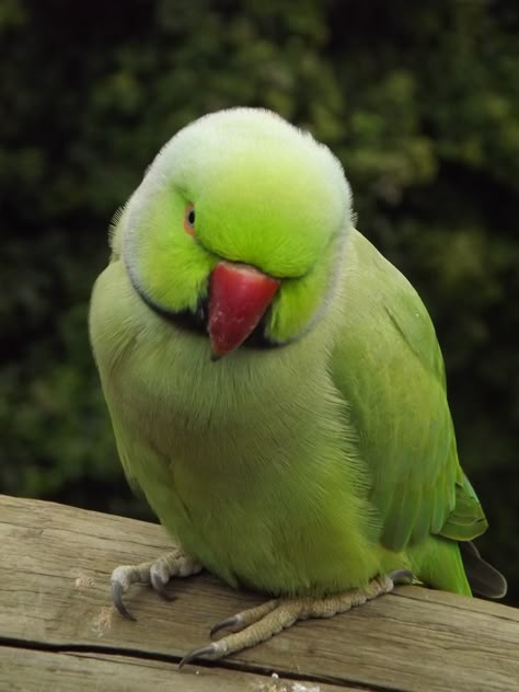 Green Parrot Aesthetic, Parrot Aesthetic, Alexandrine Parrot, Ringneck Parrot, Ring Necked Parakeet, Australian Parrots, Indian Ringneck, Afghan Quotes, Big Cats Photography