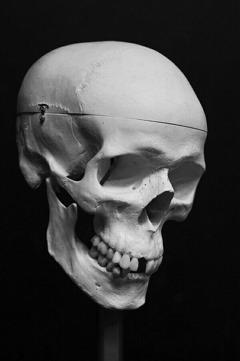 Skull Looking Down Reference, Skulls In Perspective, Skull Looking Down, Skull 3/4 View, Skull Photography Reference, Skull Angles, Skull Perspective, Human Skull Photography, Human Skull Reference